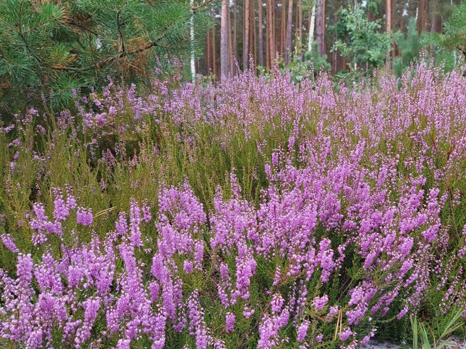 Вереск цветы в природе