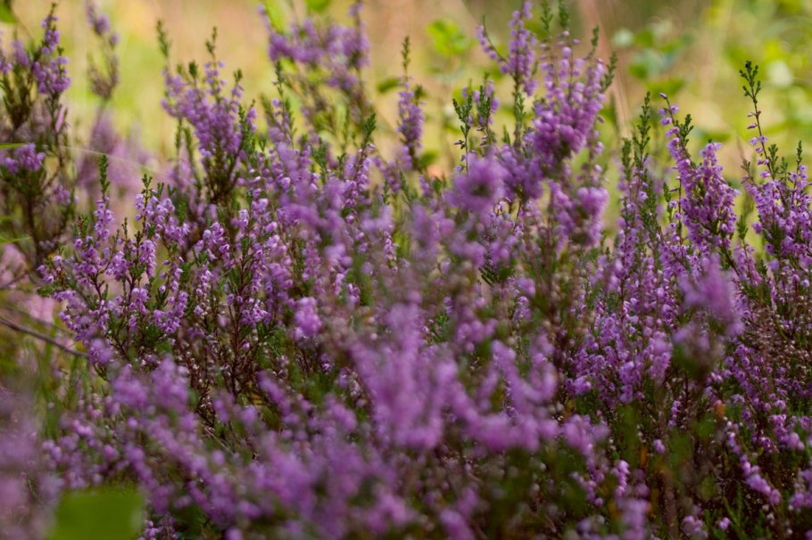 Обыкновенный Вереск медоносность