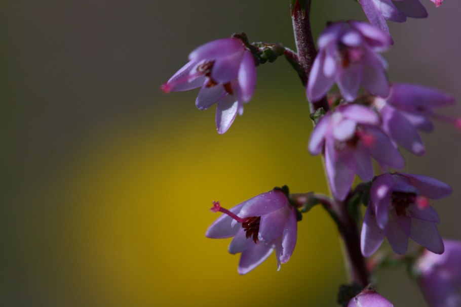 Вереск макро