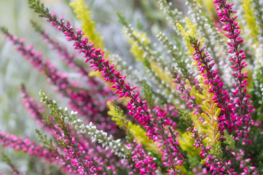 Calluna vulgaris David Hagenaars