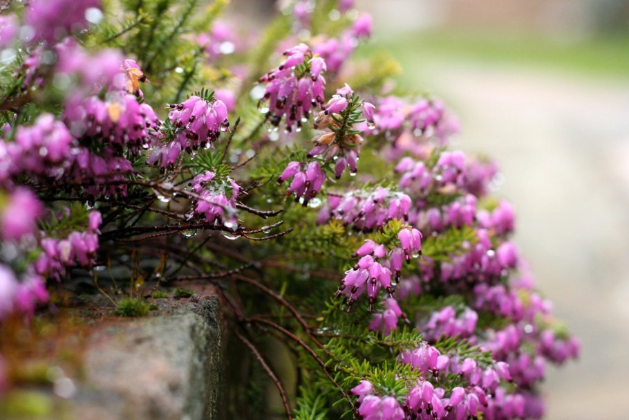 Вереск обыкновенный Малин