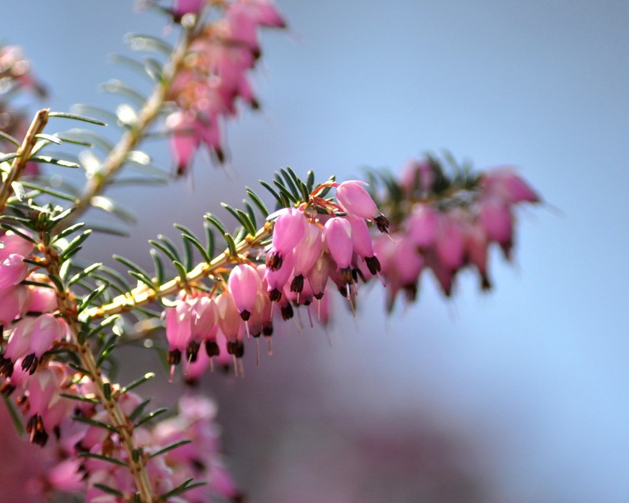 Вереск Calluna vulgaris