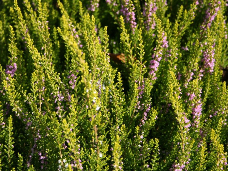 Calluna vulgaris Carmen