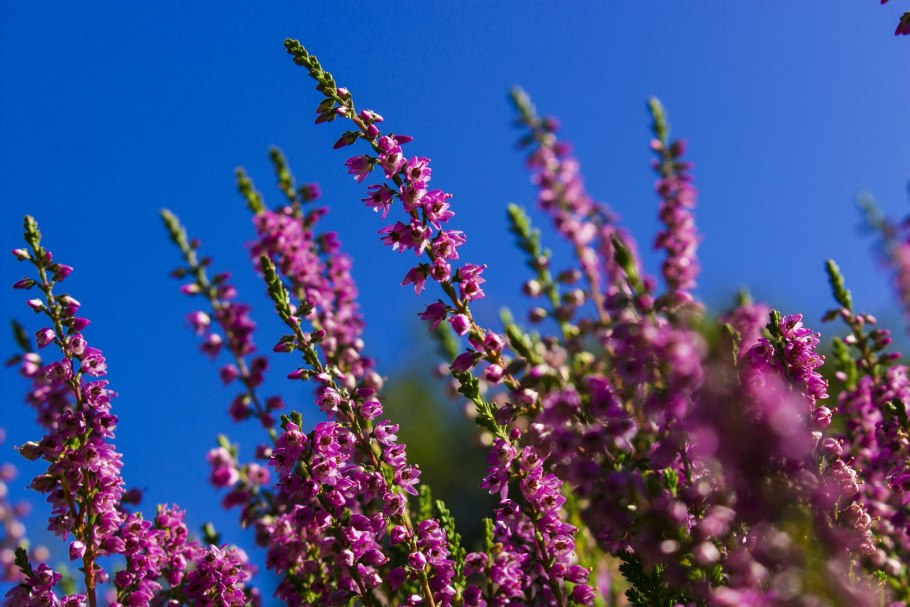 Растение Вереск обыкновенный