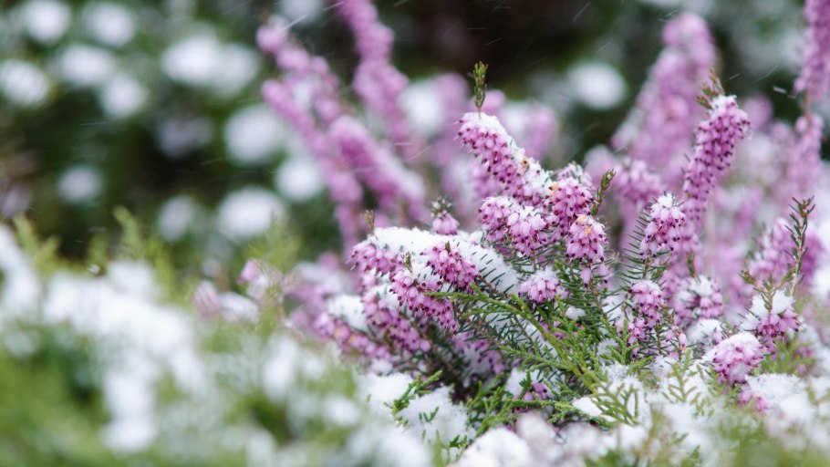 Вереск обыкновенный малис