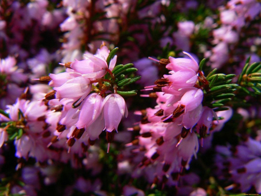 Вереск Луговой