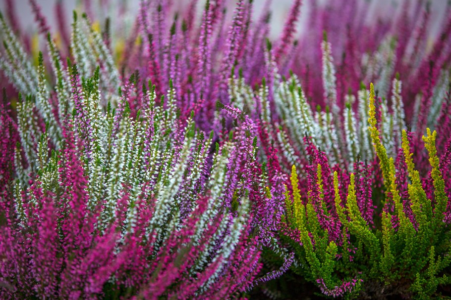 Calluna vulgaris Veluwe