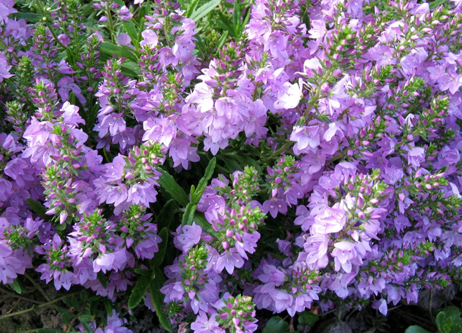 Вереск фиалковый