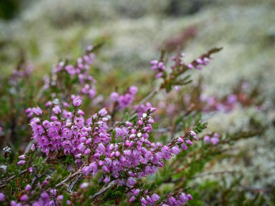 Кассандра Вересковые