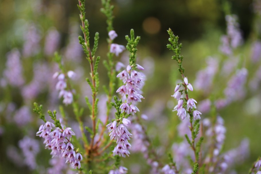 Вереск полевой