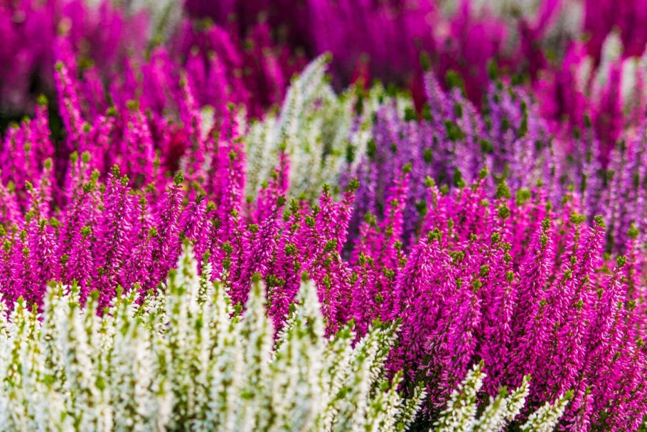 Вереск цветок