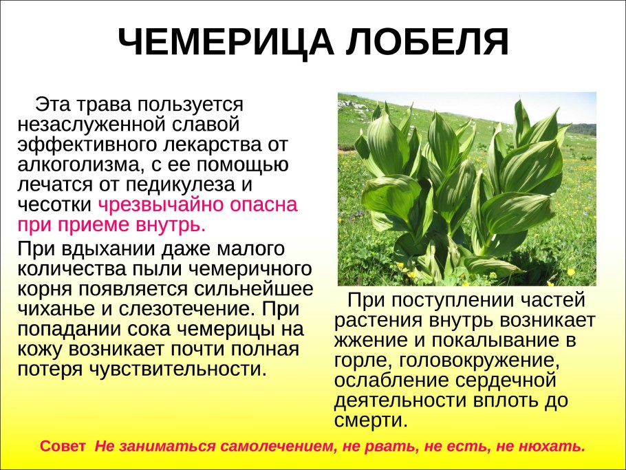 Чемерица белая