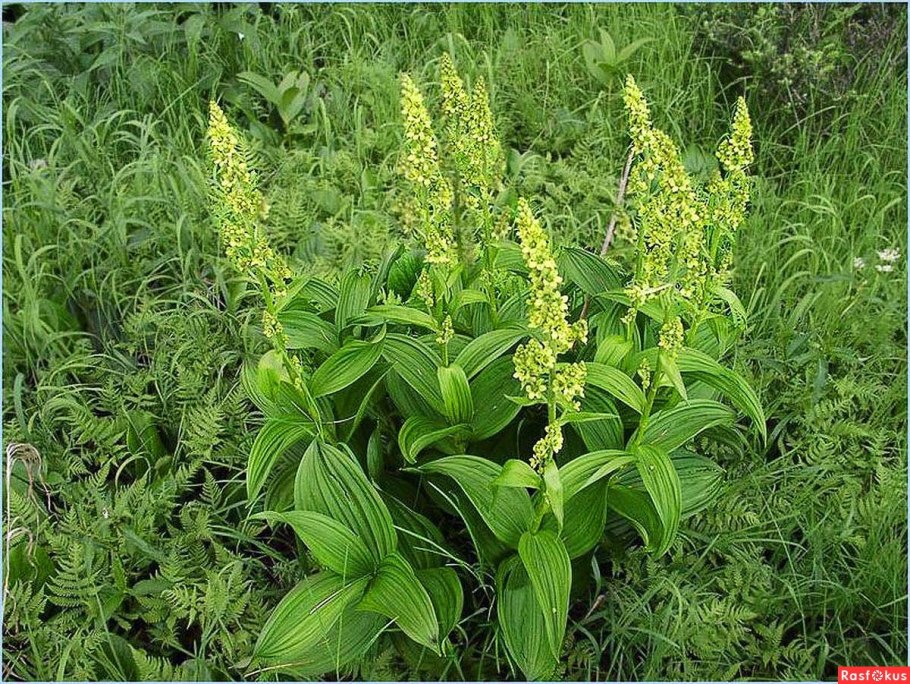 Чемерица (Veratrum)