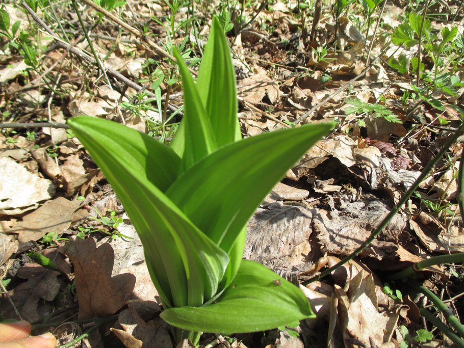 Чемерица черная Veratrum nigrum