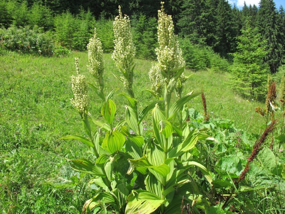 Veratrum nigrum