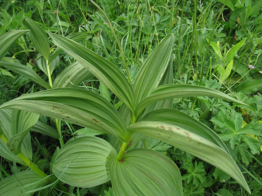 Чемерица Лобеля Veratrum lobelianum