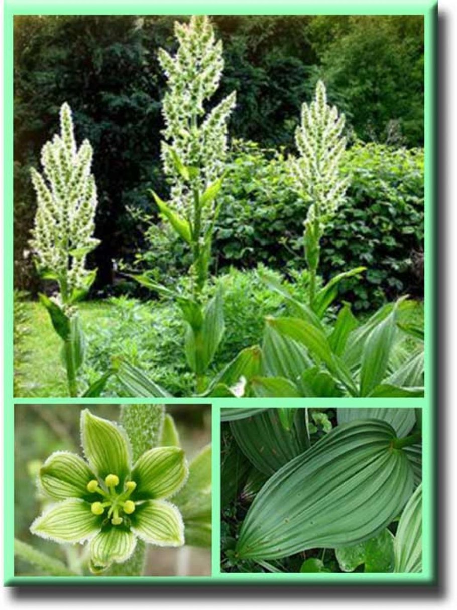 Чемерица Лобеля Veratrum lobelianum