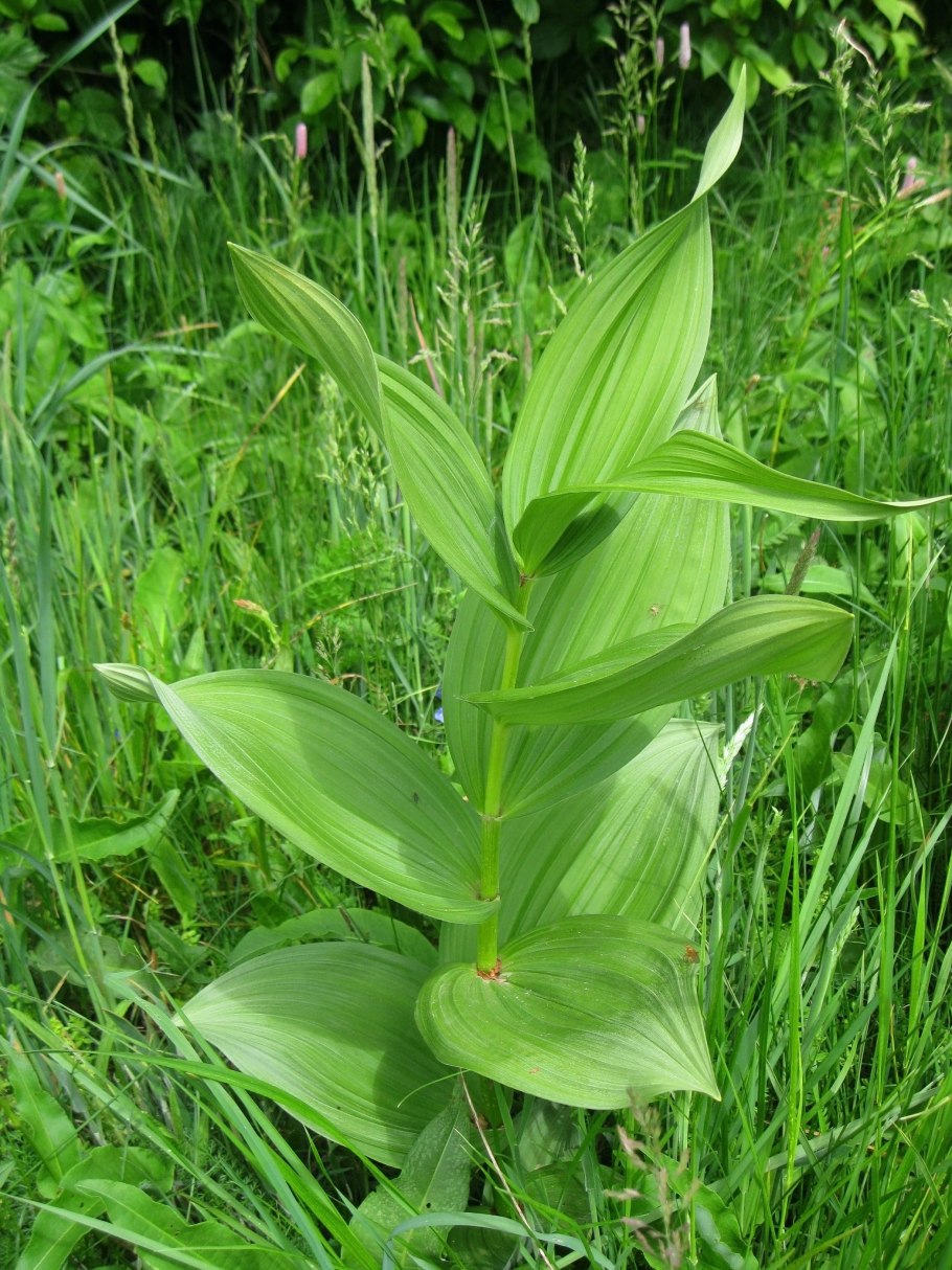 Veratrum nigrum