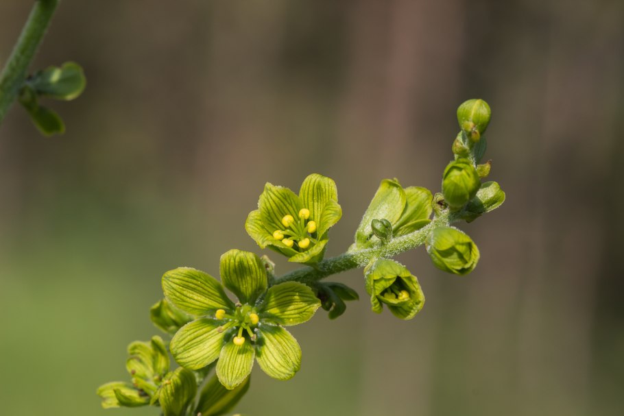 Чемерица Лобеля Veratrum lobelianum