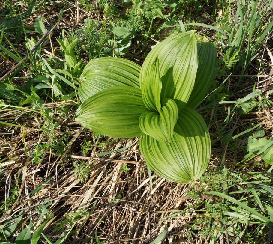 Чемерица Лобеля Veratrum lobelianum