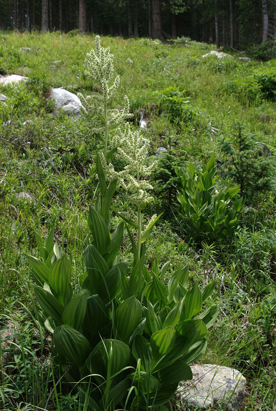Чемерица Лобеля Veratrum lobelianum