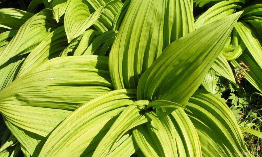 Чемерица Лобеля Veratrum lobelianum
