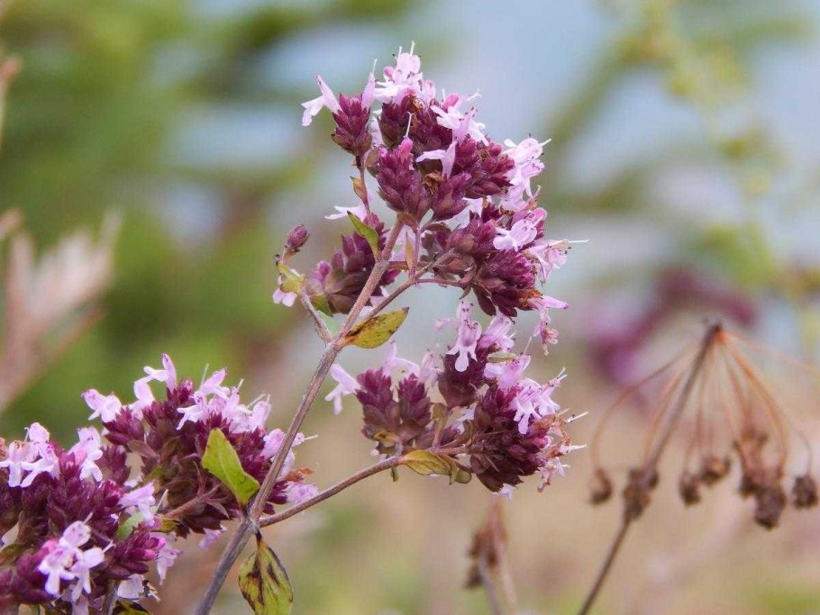 Душица обыкновенная Origanum vulgare l.