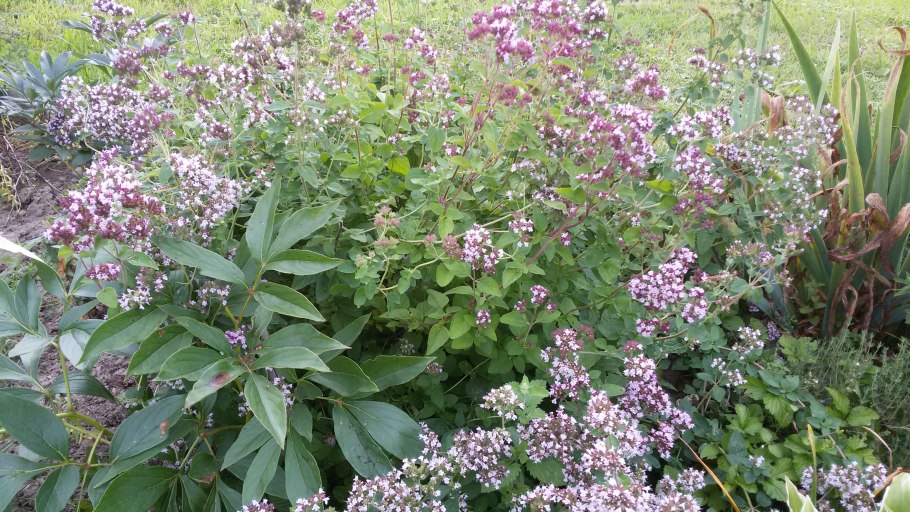 Орегано многолетник