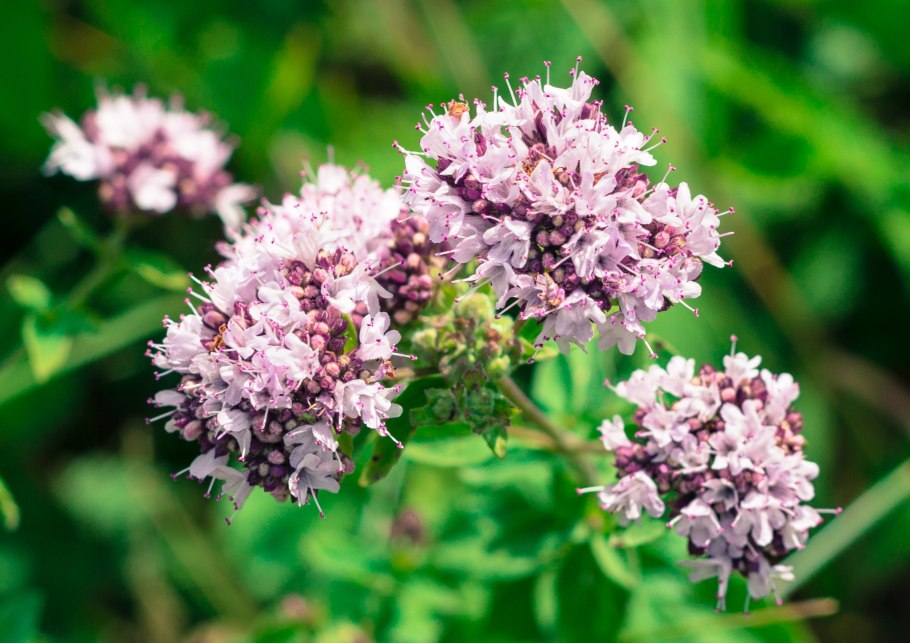 Душица обыкновенная (Origanum vulgare)