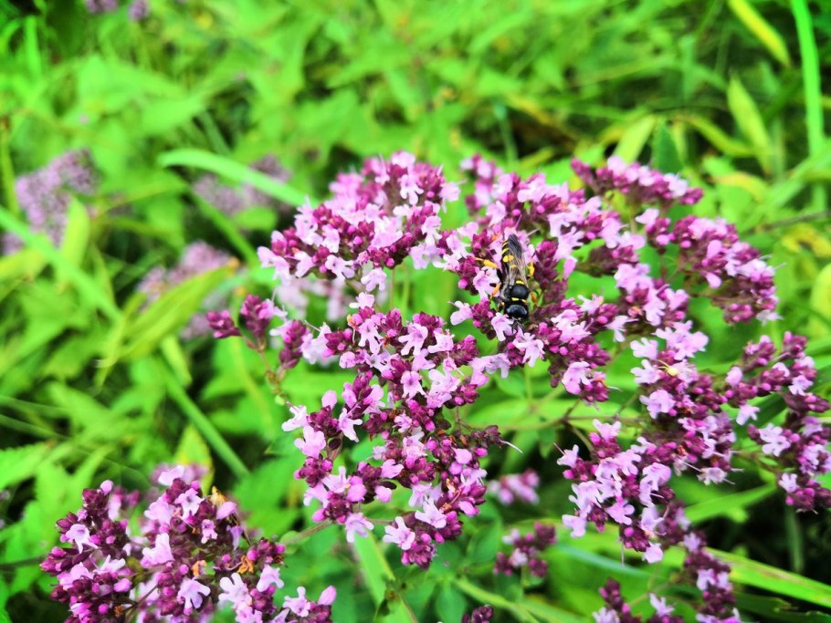 Душица обыкновенная Дьябло