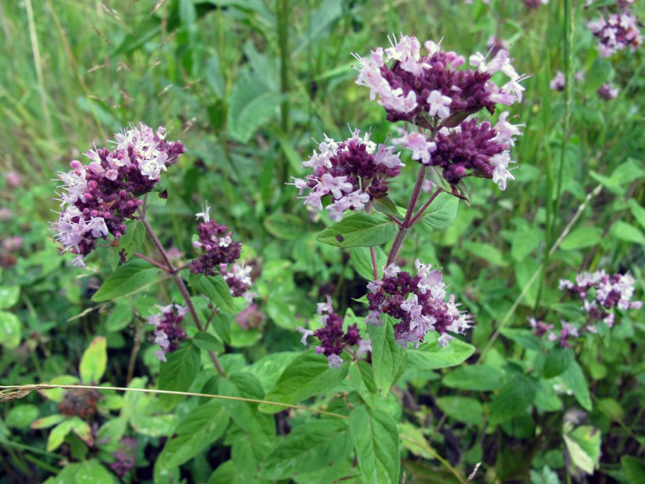 Душица обыкновенная Маргарита (с1,5)