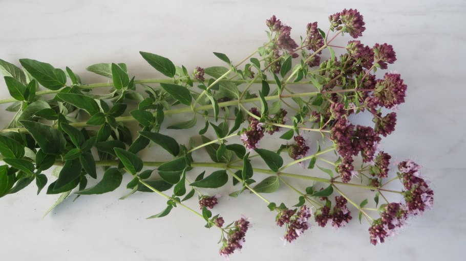 Трава душица чабрец