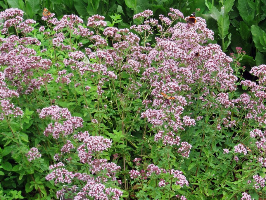 Душица обыкновенная Альба