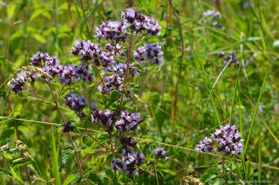 Чабрец Луговой