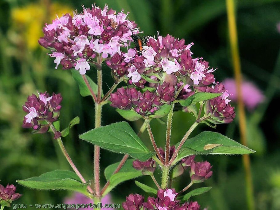 Душица обыкновенная (Origanum vulgare)