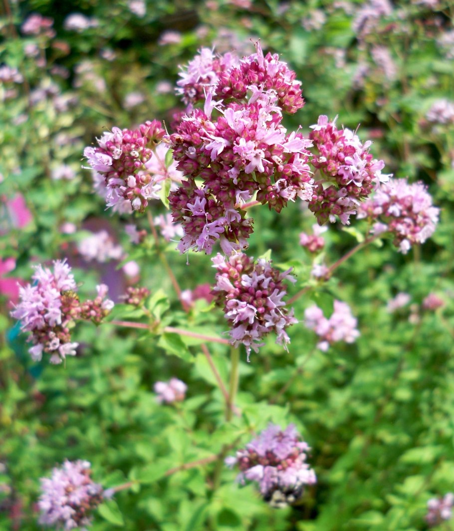 Душица обыкновенная (Origanum vulgare)