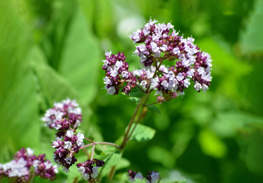 Душица обыкновенная