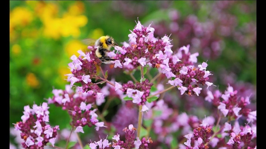 Трава душица материнка
