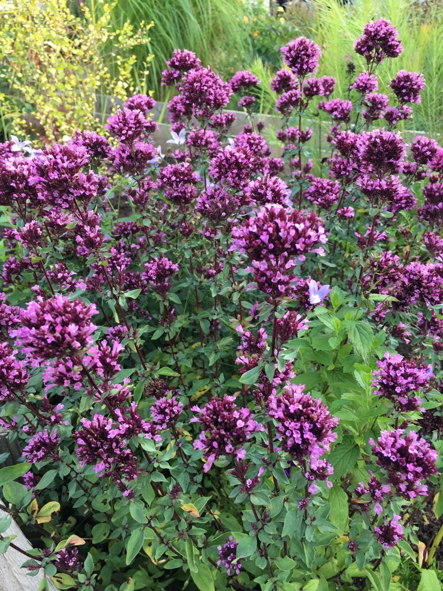 Душица обыкновенная (орегано)