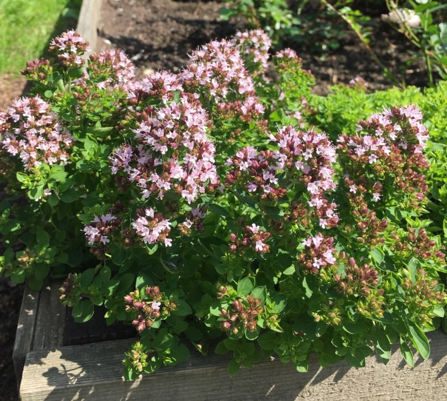 Орегано Компактум