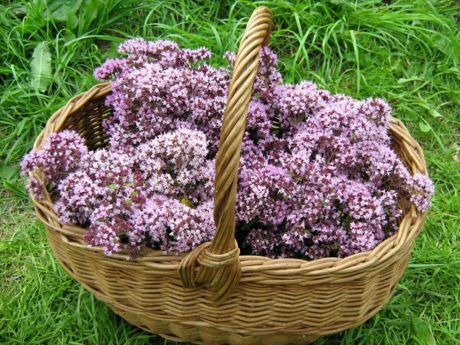 Душица Мила