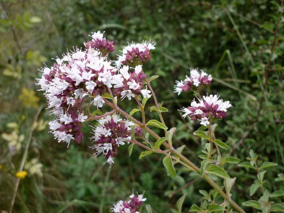 Душица обыкновенная (Origanum vulgare)
