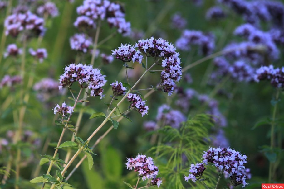 Душица обыкновенная Диаболо