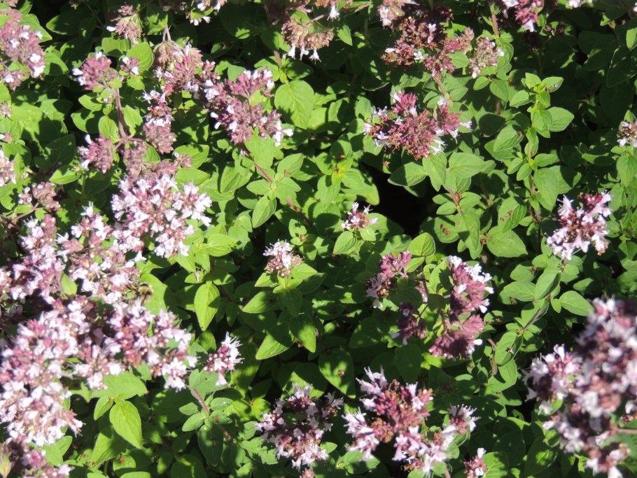 Душица "Purple Charm"