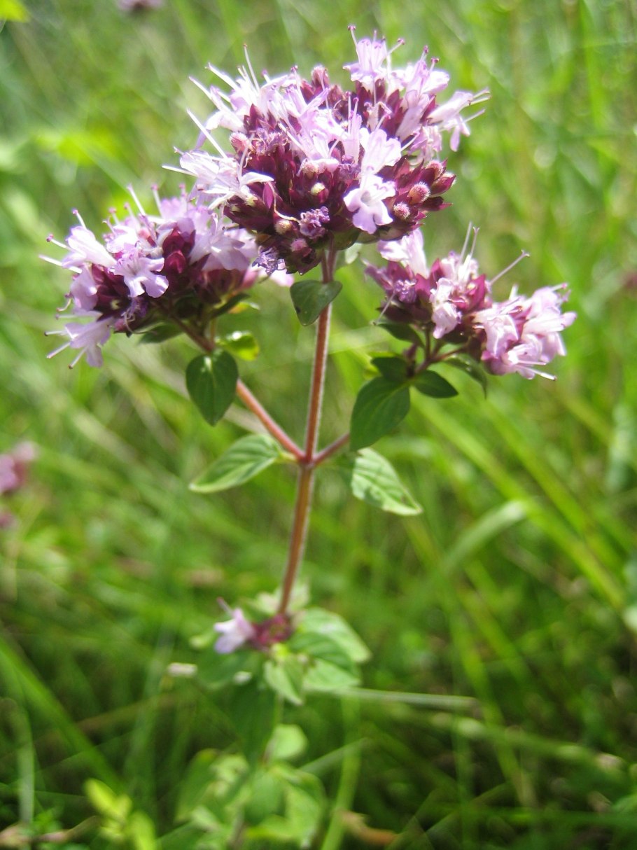 Душица обыкновенная