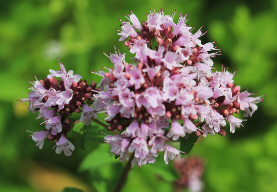 Душица обыкновенная (Origanum vulgare)