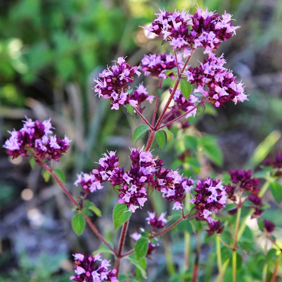 Душица обыкновенная 'Diabolo'
