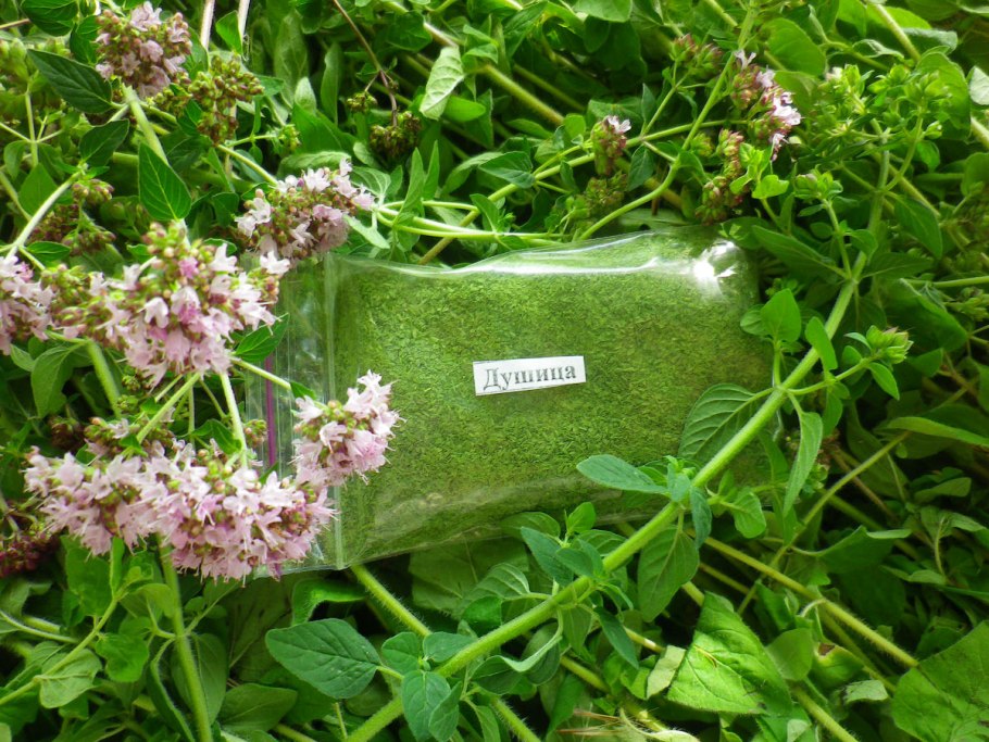 Душица трава