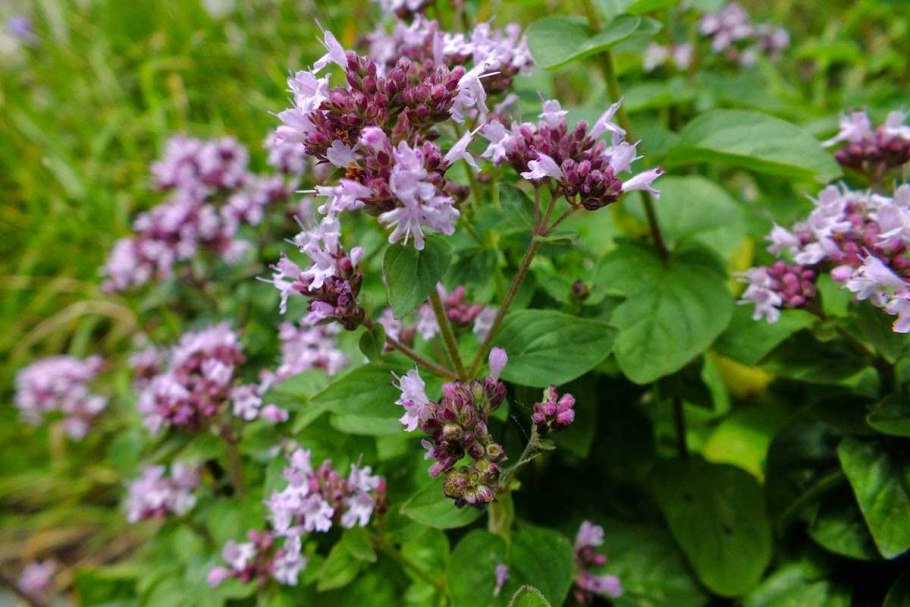 Лесная мята душица