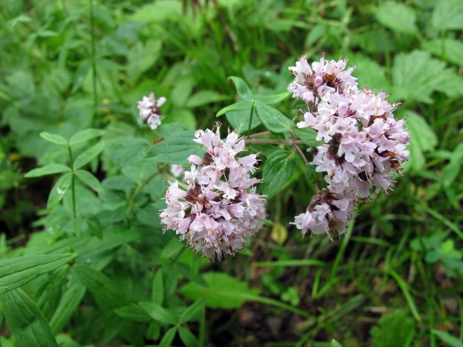 Душица – материнка - орегано